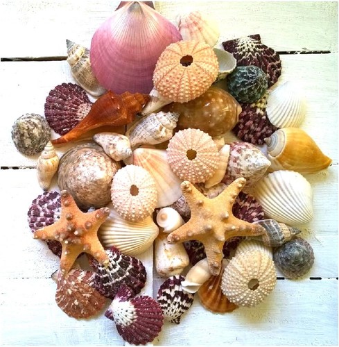 Assorted mixed seashells 2 - assorted,