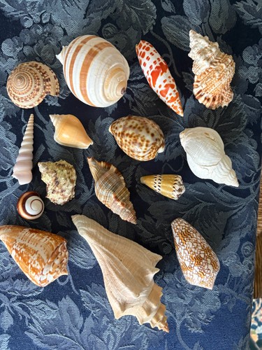 Selection attractive sea - of,