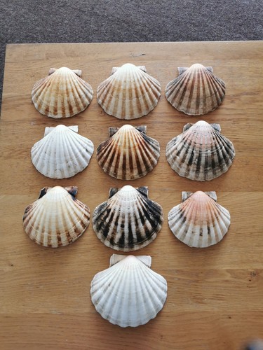 Scallop shells 10 - shells,