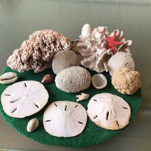 Selection sea corals - of, ect.