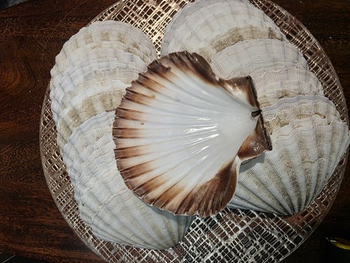 Scallop shells 12cm - scallop,