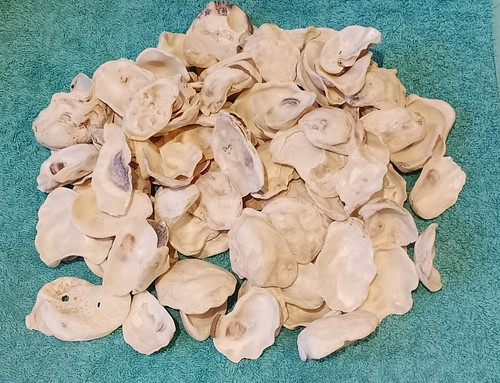 100 small size oyster - small, shells