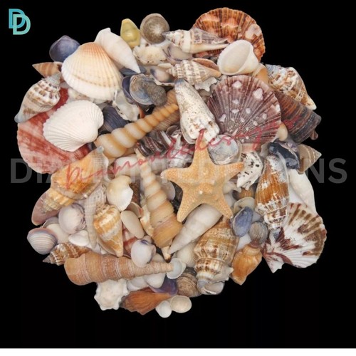 Mixed shells natural shell - mixed,