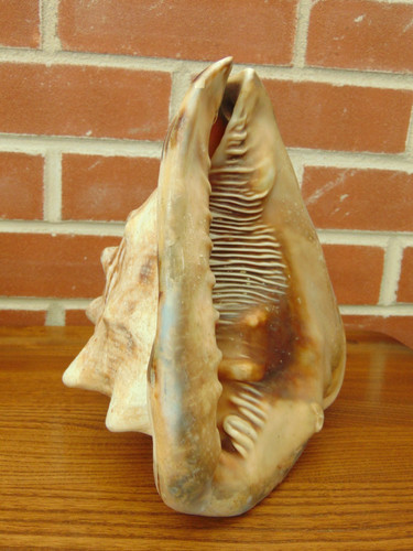 Vintage giant horned queen - vintage,