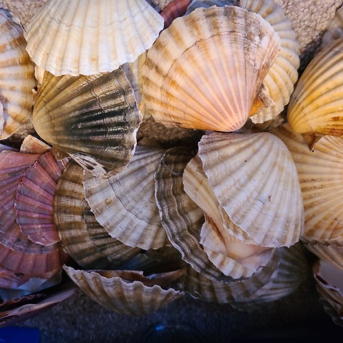 Scallop shells flat - scallop, flat.various