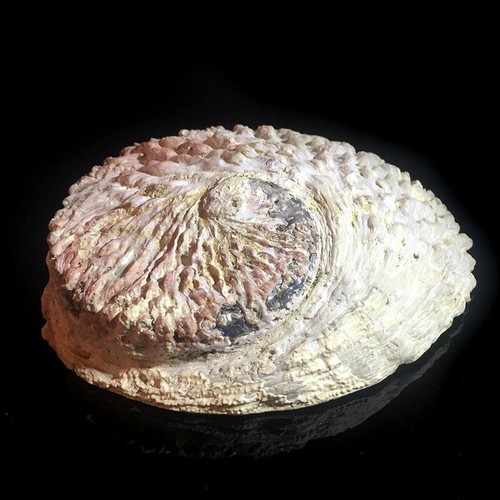 Extra large abalone seashell - extra,