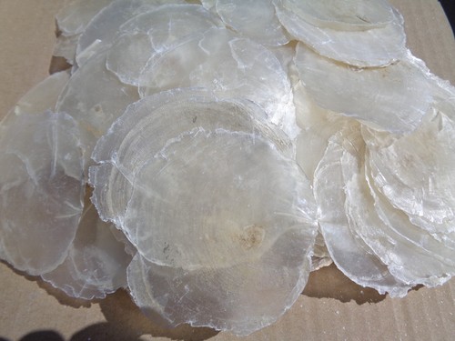 Small capiz shells 7 - small,