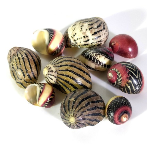 Neritina zigzag nerite - 10, x