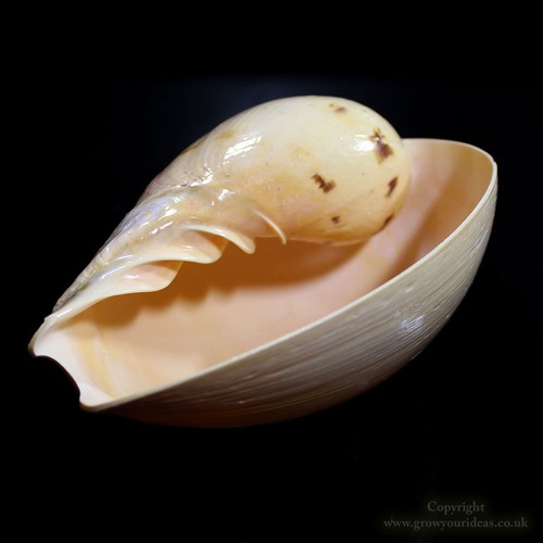 Large melon bala - large, shell