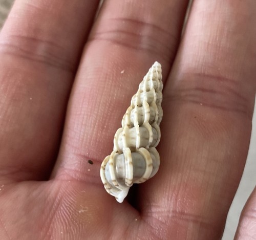 Wentletrap spiral seashell - wentletrap,
