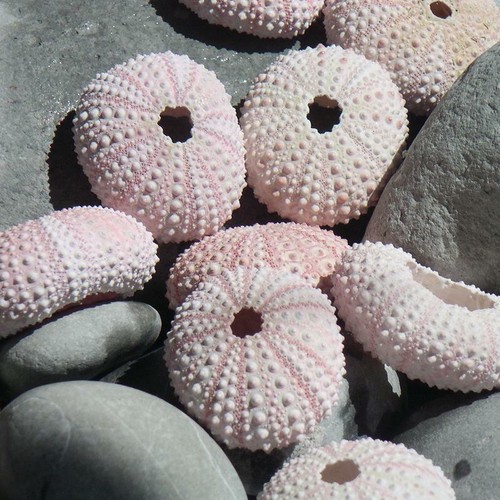 Pink sea urchin pack 3 - sea, |