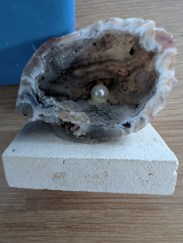 Natural unpolished shell - natural,