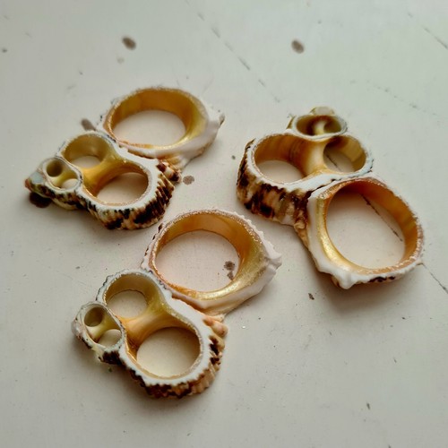 Natural beach shells seashells - beach,