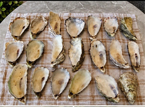 Oyster shells perfect for - shells,,