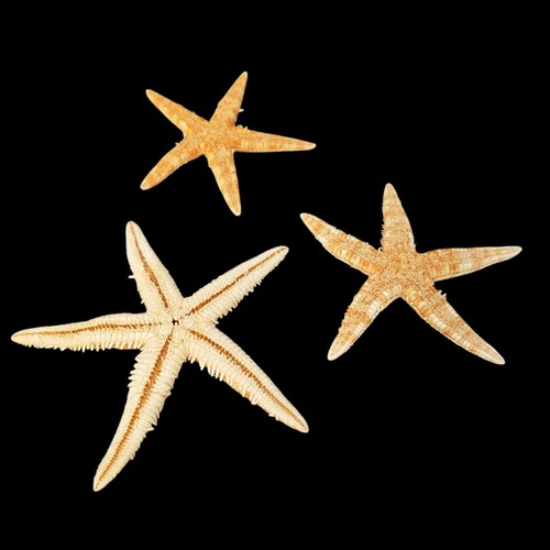 Natural real starfish star - natural,
