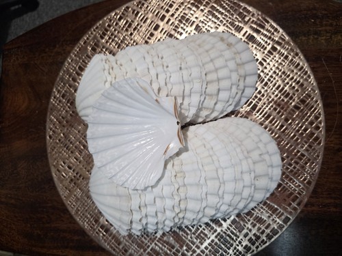 Scallop shells 10cm 11cm - shells, 10cm-11cm