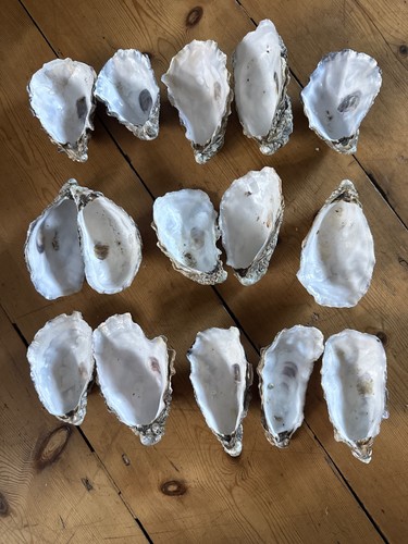 Natural fossiled oyster - natural,