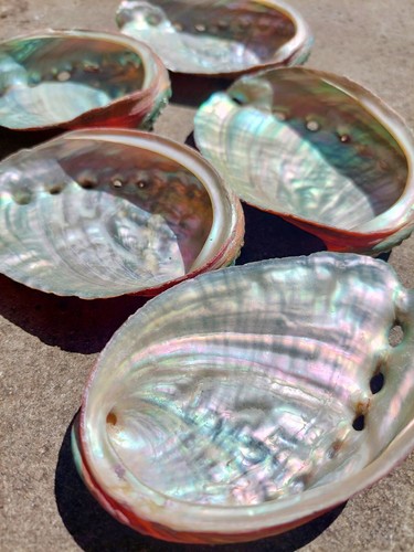 Sale large abalone shell - 1x,