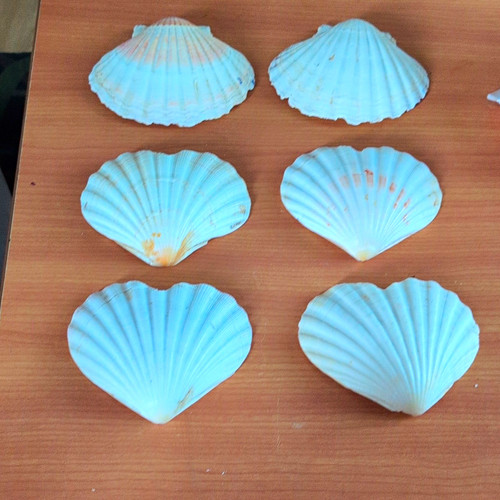 Lot natural scallop - lot,