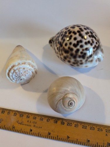 Three natural sea - natural,