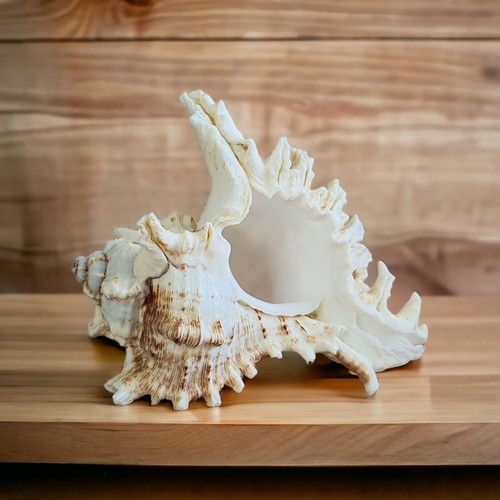 Large white sea shell 20cm - large,