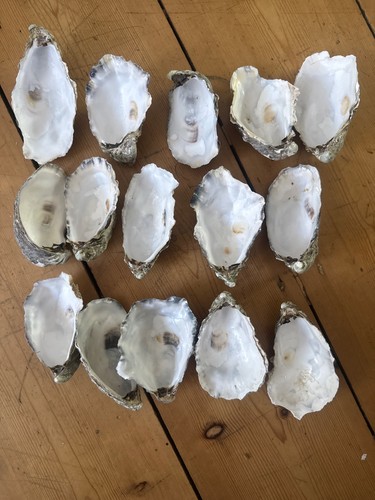 Natural fossiled oyster - 15,
