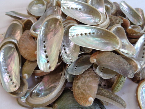 Abalone donkeys ear sea - 10,