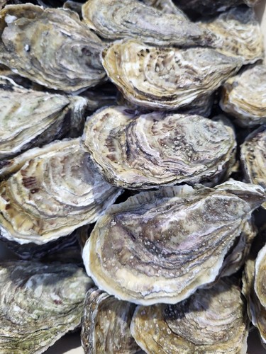 Large oyster shells - oyster, shells(price