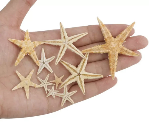 Natural starfish 10mm - natural,