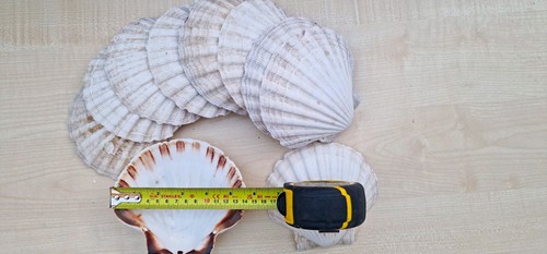 Pack natural scallop - pack,