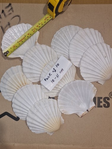 Pack white scallop - pack,