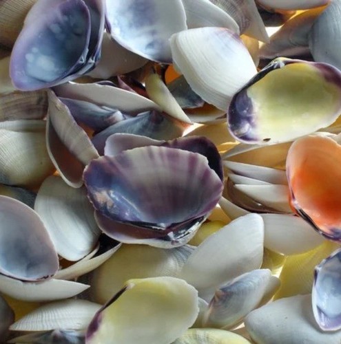 Natural beach shells - shells, seashells