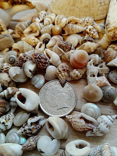 100 mixed seashells very - very, small