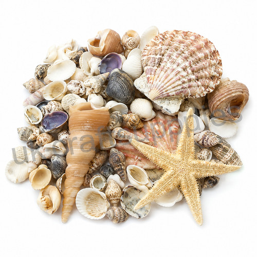 Mixed sea shells natural - sea,