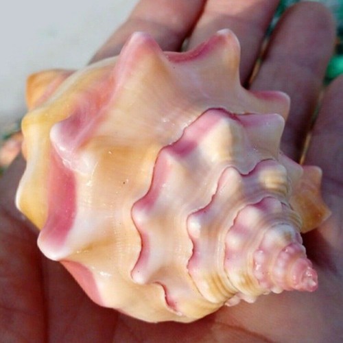 11cm conch large sea beach - 8-11cm,