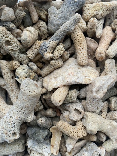 Crushed coral shell skeleton - crushed,