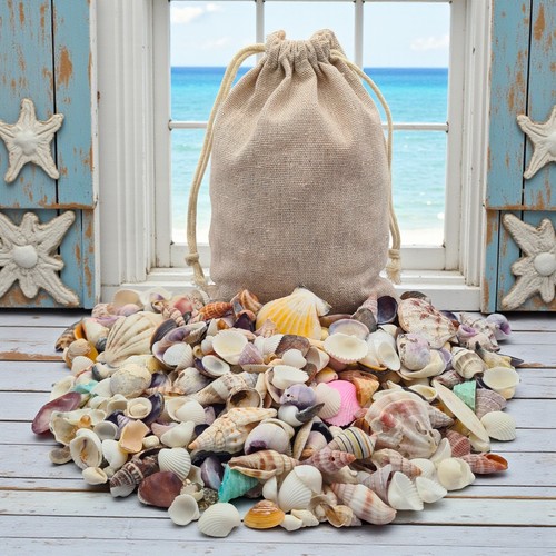 600 colorful mini seashells - 600+,