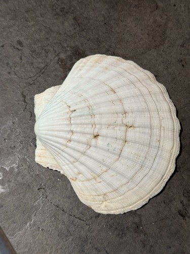 Scallop shells 15cm - scallop,