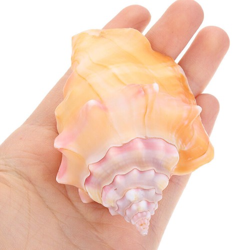 11cm conch large sea beach - 8-11cm,