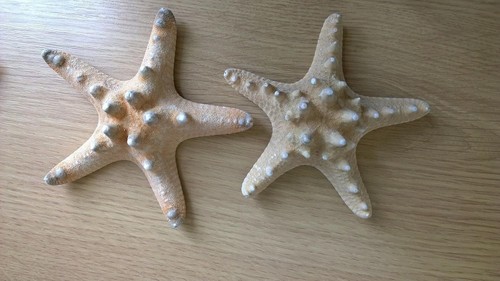 Set real knobbly starfish - knobbly,