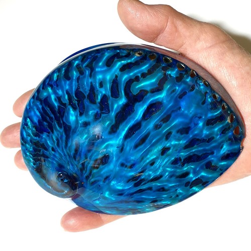 Aqua blue polished abalone - aqua,