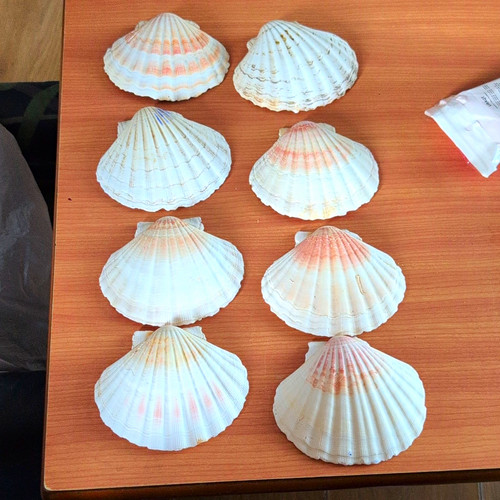 Natural unpolished scallop - unpolished,