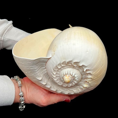 Extra large - extra, shell