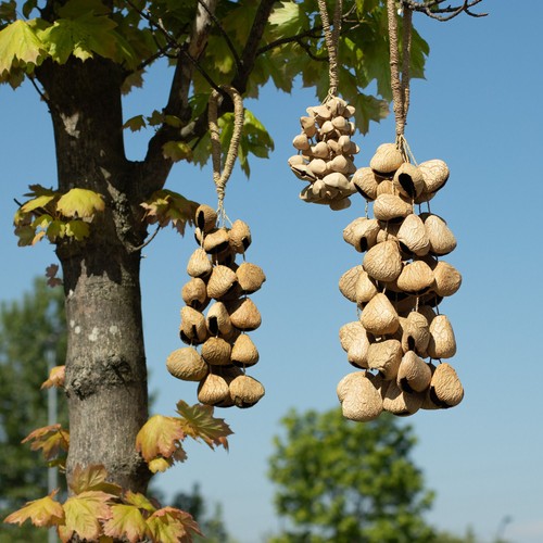 Large pangi seed shell - seed,