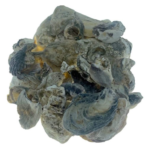 Pond planet oyster - oyster, shells