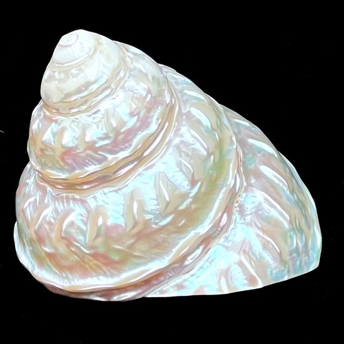 Extra large specimen polished - large,