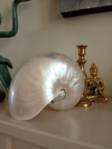 Rare chambered nautilus shell - rare,