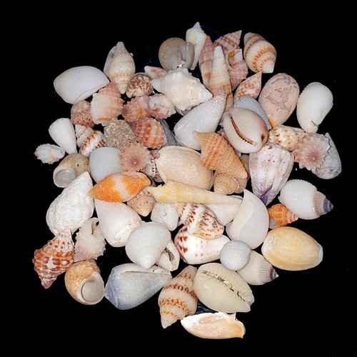 Assorted mixed craft small sea