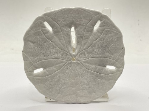 Florida keyhole sand dollar - keyhole,