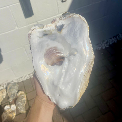 Large oyster shell - , (top